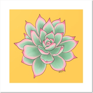 Echeveria. Posters and Art